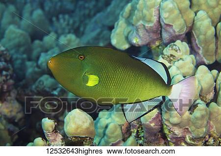 Pinktail Durgon Triggerfish (Melichthys vidua); Island of Hawaii, Hawaii, United States of America View Large Photo Image Stock Photograph - Pinktail Durgon Triggerfish (Melichthys vidua); Island of Hawaii, Hawaii, United States of America. Fotosearch