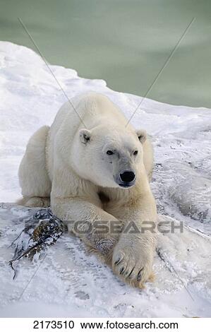Polar Bear Lying Down Cape Churchill Manitoba Canada Winter Portrait View Large Photo Image Stock Image - Polar Bear Lying Down Cape Churchill Manitoba Canada Winter Portrait. Fotosearch