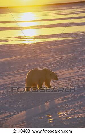 Polar Bear On Ice @ Sunset Cape Churchill Manitoba Winter Scenic View Large Photo Image Stock Image - Polar Bear On Ice @ Sunset Cape Churchill Manitoba Winter Scenic. Fotosearch
