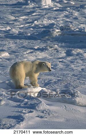 Polar Bear On Pack Ice Hudon Bay Churchill Canada Manitoba Winter View Large Photo Image Stock Image - Polar Bear On Pack Ice Hudon Bay Churchill Canada Manitoba Winter. Fotosearch