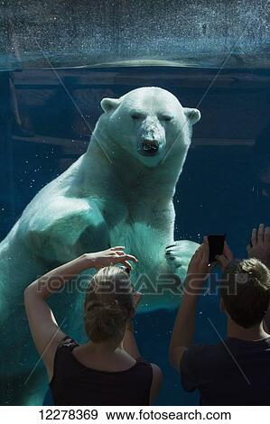 Polar bear swimming at Zoo Sauvage de St-Felicien; St-Felicien, Quebec, Canada View Large Photo Image Stock Photo - Polar bear swimming at Zoo Sauvage de St-Felicien; St-Felicien, Quebec, Canada. Fotosearch