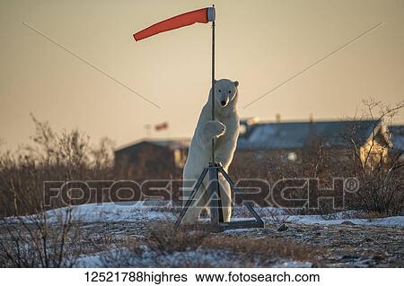 Polar bear (Ursus maritimes) standing up holding onto a wind sock; Churchill, Manitoba, Canada View Large Photo Image Stock Photograph - Polar bear (Ursus maritimes) standing up holding onto a wind sock; Churchill, Manitoba, Canada. Fotosearch