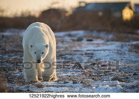 Polar bear (Ursus maritimes) walking toward the camera at dusk; Churchill, Manitoba, Canada View Large Photo Image Stock Photograph - Polar bear (Ursus maritimes) walking toward the camera at dusk; Churchill, Manitoba, Canada. Fotosearch