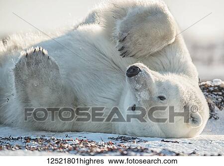 Stock Photograph - Polar bear (Ursus maritimus) in the snow on its back; Churchill, Manitoba, Canada. Fotosearch