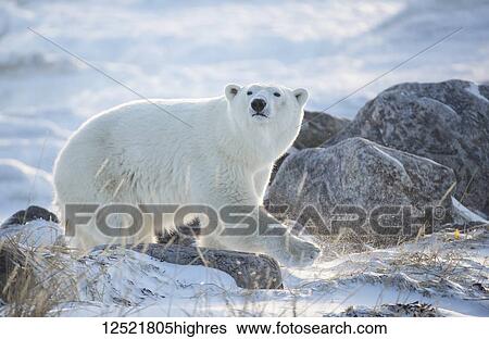Polar bear (Ursus maritimus) in the snow backlit by the rising sun; Churchill, Manitoba, Canada View Large Photo Image Stock Photograph - Polar bear (Ursus maritimus) in the snow backlit by the rising sun; Churchill, Manitoba, Canada. Fotosearch