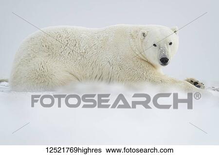 Stock Photograph - Polar bear (Ursus maritimus) laying in the snow; Churchill, Manitoba, Canada. Fotosearch