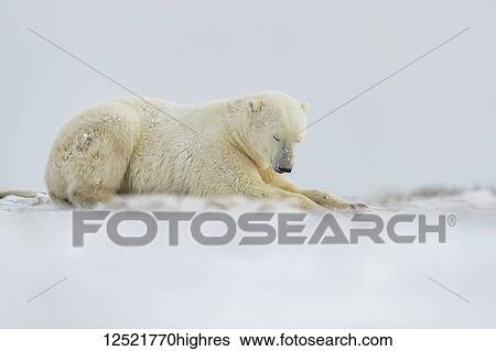 Stock Photograph - Polar bear (Ursus maritimus) laying in the snow; Churchill, Manitoba, Canada. Fotosearch