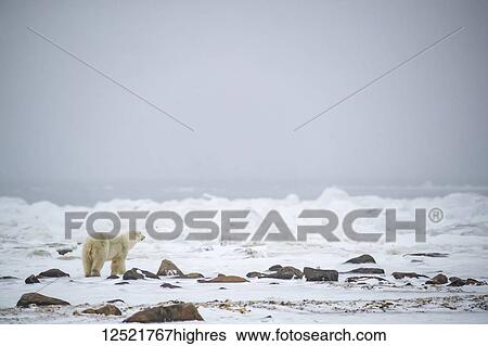 Polar bear (Ursus maritimus) looking at Hudson Bay to see if the ice has formed; Churchill, Manitoba, Canada View Large Photo Image Stock Photograph - Polar bear (Ursus maritimus) looking at Hudson Bay to see if the ice has formed; Churchill, Manitoba, Canada. Fotosearch