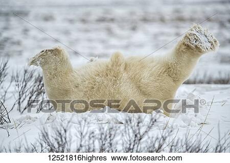 Polar bear (Ursus maritimus) lying down playing in the snow; Churchill, Manitoba, Canada View Large Photo Image Stock Photograph - Polar bear (Ursus maritimus) lying down playing in the snow; Churchill, Manitoba, Canada. Fotosearch
