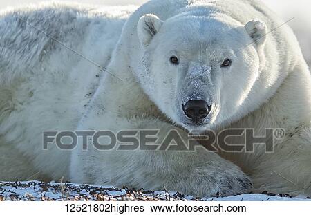 Polar bear (Ursus maritimus) lying in the snow looking at the camera; Churchill, Manitoba, Canada View Large Photo Image Stock Photograph - Polar bear (Ursus maritimus) lying in the snow looking at the camera; Churchill, Manitoba, Canada. Fotosearch