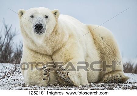 Polar bear (Ursus maritimus) lying in the snow looking at the camera; Churchill, Manitoba, Canada View Large Photo Image Stock Photograph - Polar bear (Ursus maritimus) lying in the snow looking at the camera; Churchill, Manitoba, Canada. Fotosearch