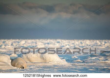 Polar bear (Ursus maritimus) lying in the snow sleeping at sunset; Churchill, Manitoba, Canada View Large Photo Image Stock Photograph - Polar bear (Ursus maritimus) lying in the snow sleeping at sunset; Churchill, Manitoba, Canada. Fotosearch