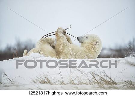 Polar bear (Ursus maritimus) playing with a stick in the snow; Churchill, Manitoba, Canada View Large Photo Image Stock Photograph - Polar bear (Ursus maritimus) playing with a stick in the snow; Churchill, Manitoba, Canada. Fotosearch