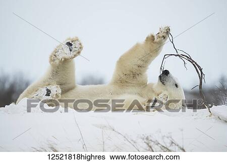 Stock Photograph - Polar bear (Ursus maritimus) playing with a stick in the snow; Churchill, Manitoba, Canada. Fotosearch