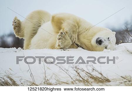 Polar bear (Ursus maritimus) playing with a stick in the snow; Churchill, Manitoba, Canada View Large Photo Image Stock Photograph - Polar bear (Ursus maritimus) playing with a stick in the snow; Churchill, Manitoba, Canada. Fotosearch