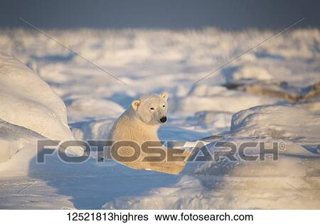 Polar bear (Ursus maritimus) sitting in the snow at sunset looking back towards the camera; Churchill, Manitoba, Canada View Large Photo Image Stock Photograph - Polar bear (Ursus maritimus) sitting in the snow at sunset looking back towards the camera; Churchill, Manitoba, Canada. Fotosearch