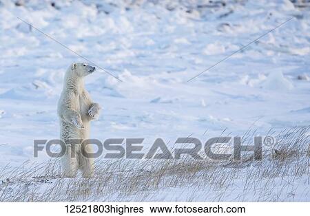 Polar bear (Ursus maritimus) standing in the snow looking beautiful; Churchill, Manitoba, Canada View Large Photo Image Stock Photograph - Polar bear (Ursus maritimus) standing in the snow looking beautiful; Churchill, Manitoba, Canada. Fotosearch