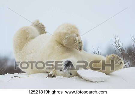 Polar bear (Ursus maritimus) upside down playing in the snow; Churchill, Manitoba, Canada View Large Photo Image Stock Photograph - Polar bear (Ursus maritimus) upside down playing in the snow; Churchill, Manitoba, Canada. Fotosearch