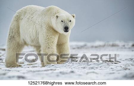 Polar bear (Ursus maritimus) walking in the snow; Churchill, Manitoba, Canada View Large Photo Image Stock Photograph - Polar bear (Ursus maritimus) walking in the snow; Churchill, Manitoba, Canada. Fotosearch