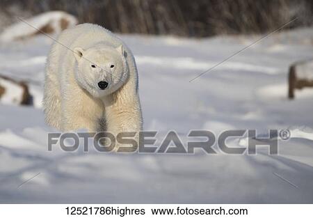 Polar bear (Ursus maritimus) walking in the snow; Churchill, Manitoba, Canada View Large Photo Image Stock Photograph - Polar bear (Ursus maritimus) walking in the snow; Churchill, Manitoba, Canada. Fotosearch