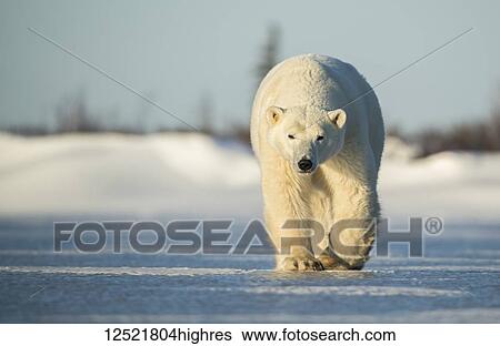 Polar bear (Ursus maritimus) walking on the ice; Churchill, Manitoba, Canada View Large Photo Image Stock Photograph - Polar bear (Ursus maritimus) walking on the ice; Churchill, Manitoba, Canada. Fotosearch