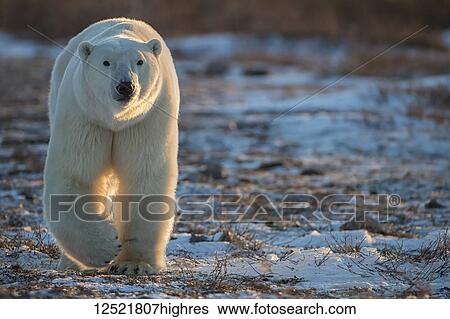 Polar bear (Ursus maritimus) walking towards us in the setting sunlight; Churchill, Manitoba, Canada View Large Photo Image Stock Photograph - Polar bear (Ursus maritimus) walking towards us in the setting sunlight; Churchill, Manitoba, Canada. Fotosearch