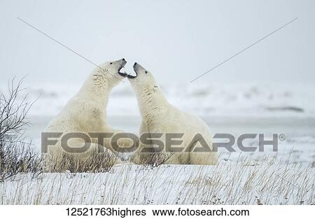 Polar bears (Ursus maritimus) 'jawing' each other during their play sparring; Churchill, Manitoba, Canada View Large Photo Image Stock Photograph - Polar bears (Ursus maritimus) 'jawing' each other during their play sparring; Churchill, Manitoba, Canada. Fotosearch