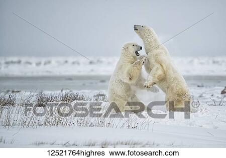 Stock Photograph - Polar bears (Ursus maritimus) play sparring while waiting for the ice to form on Hudson Bay; Churchill, Manitoba, Canada. Fotosearch