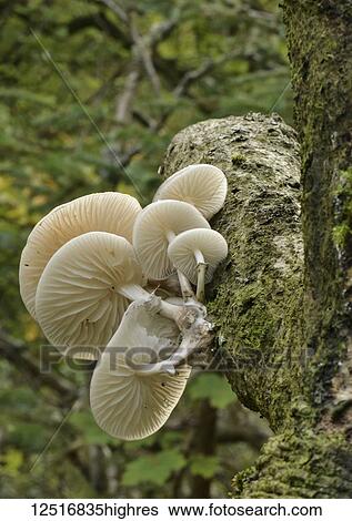 Stock Photograph - Porcelain Mushrooms (Oudemansiella mucida) growing out from the bark of a tree; Scottish Borders, Scotland. Fotosearch