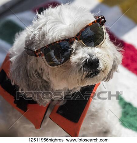 Portrait of a dog wearing sunglasses and a lifejacket and looking up at the camera; Lake of the Woods, Ontario, Canada View Large Photo Image Stock Photograph - Portrait of a dog wearing sunglasses and a lifejacket and looking up at the camera; Lake of the Woods, Ontario, Canada. Fotosearch