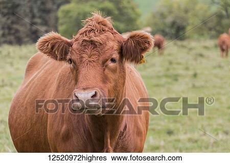 Portrait of a lovely brown cow in a field with a sad face; Northumberland, England View Large Photo Image Stock Photograph - Portrait of a lovely brown cow in a field with a sad face; Northumberland, England. Fotosearch