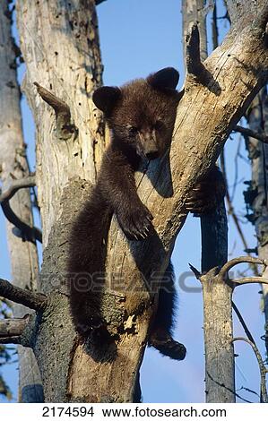 Portrait of Black Bear Cub in Tree Minnesota View Large Photo Image Picture - Portrait of Black Bear Cub in Tree Minnesota. Fotosearch