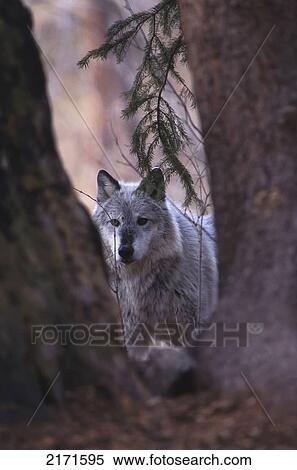 Portrait Of Grey Wolf In Woods Captive View Large Photo Image Stock Photography - Portrait Of Grey Wolf In Woods Captive. Fotosearch