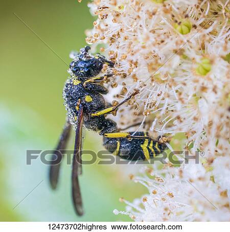 Potter wasp (Eumenes fraternus) covered in dew and resting on a plant; Ontario, Canada View Large Photo Image Stock Photograph - Potter wasp (Eumenes fraternus) covered in dew and resting on a plant; Ontario, Canada. Fotosearch