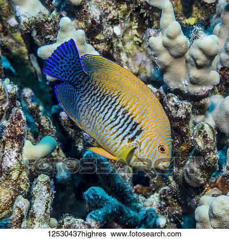 Potter's Angelfish (Centropyge potteri) that was photographed underwater while scuba diving the Kona Coast. This fish species is endemic to the Hawaiian Islands; Island of Hawaii, Hawaii, United States of America View Large Photo Image Stock Photograph - Potter's Angelfish (Centropyge potteri) that was photographed underwater while scuba diving the Kona Coast. This fish species is endemic to the Hawaiian Islands; Island of Hawaii, Hawaii, United States of America. Fotosearch