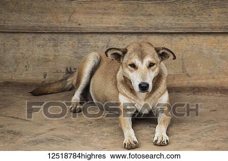 Stock Photograph - Pregnant dog lying on the ground; Na Kam Peng, Xiangkhouang, Laos. Fotosearch