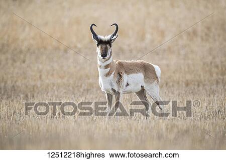 Stock Photograph - Pronghorn Antelope (Antilocapra americana) on the prairies, standing in a brown grass field looking at the camera; Saskatchewan, Canada. Fotosearch