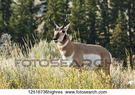 Stock Photograph - Pronghorn (Antilocapra americana) standing in grass, Yellowstone National Park; Wyoming, United States of America. Fotosearch