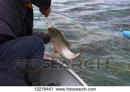 Pulling an Arctic Char from a fishing net, Arctic Ocean, near Cambridge Bay; Nunavut, Canada View Large Photo Image Stock Photo - Pulling an Arctic Char from a fishing net, Arctic Ocean, near Cambridge Bay; Nunavut, Canada. Fotosearch