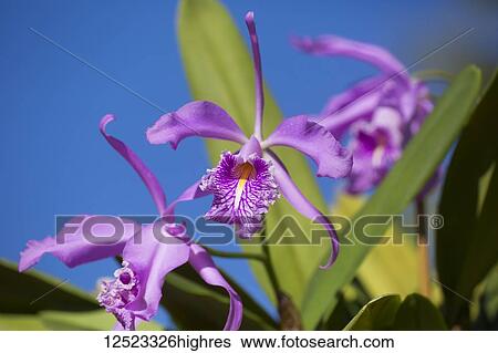 Stock Photograph - Purple orchid (Cattleya maxima); Paia, Maui, Hawaii, United States of America. Fotosearch