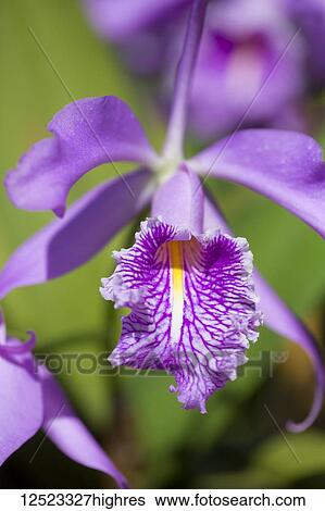 Purple orchid (Cattleya maxima); Paia, Maui, Hawaii, United States of America View Large Photo Image Stock Photograph - Purple orchid (Cattleya maxima); Paia, Maui, Hawaii, United States of America. Fotosearch