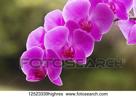 Stock Photograph - Purple Phalaenopsis orchid; Paia, Maui, Hawaii, United States of America. Fotosearch