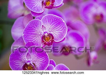 Stock Photograph - Purple Phalaenopsis orchid; Paia, Maui, Hawaii, United States of America. Fotosearch