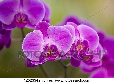 Purple Phalaenopsis orchid; Paia, Maui, Hawaii, United States of America View Large Photo Image Stock Photograph - Purple Phalaenopsis orchid; Paia, Maui, Hawaii, United States of America. Fotosearch