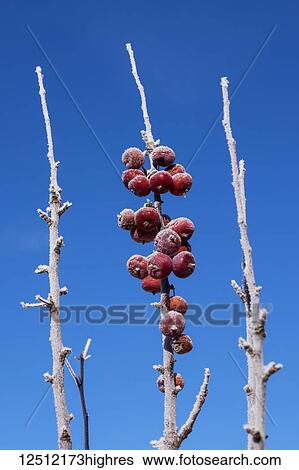 Purple Spire Columnar Crab Apples on a branch covered in hoar frost against a blue sky; Stony Plain, Alberta, Canada View Large Photo Image Stock Photograph - Purple Spire Columnar Crab Apples on a branch covered in hoar frost against a blue sky; Stony Plain, Alberta, Canada. Fotosearch