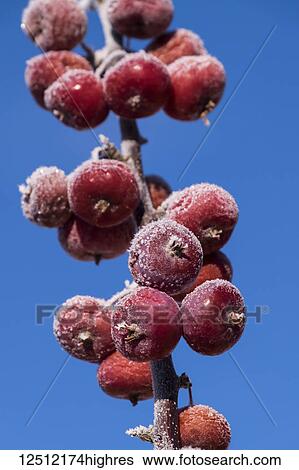 Purple Spire Columnar Crab Apples on a branch covered in hoar frost against a blue sky; Stony Plain, Alberta, Canada View Large Photo Image Stock Photograph - Purple Spire Columnar Crab Apples on a branch covered in hoar frost against a blue sky; Stony Plain, Alberta, Canada. Fotosearch