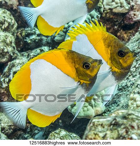 Pyramid Butterflyfish (Chlororus sordidus) photographed while scuba diving along the Kona Coast; Island of Hawaii, Hawaii, United States of America View Large Photo Image Stock Photograph - Pyramid Butterflyfish (Chlororus sordidus) photographed while scuba diving along the Kona Coast; Island of Hawaii, Hawaii, United States of America. Fotosearch