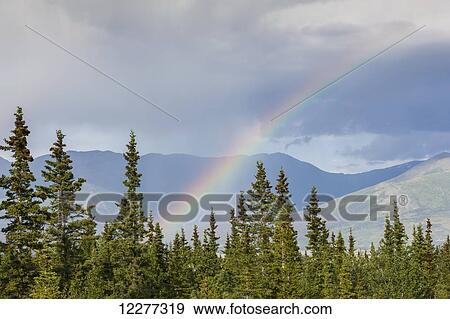 Rainbow above spruce trees along the Alaska Highway and Kluane Lake, Yukon, Canada, Summer View Large Photo Image Stock Photo - Rainbow above spruce trees along the Alaska Highway and Kluane Lake, Yukon, Canada, Summer. Fotosearch