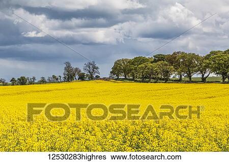 Rapeseed (canola) crop blossoming in bright yellow under a cloudy sky; Northumberland, England View Large Photo Image Stock Photograph - Rapeseed (canola) crop blossoming in bright yellow under a cloudy sky; Northumberland, England. Fotosearch