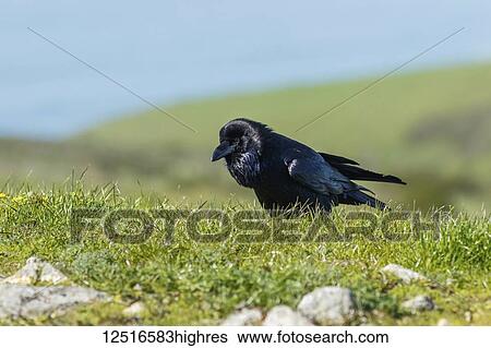 Stock Photograph - Raven walking in the grass, Point Reyes National Seashore; Inverness, California, United States of America. Fotosearch
